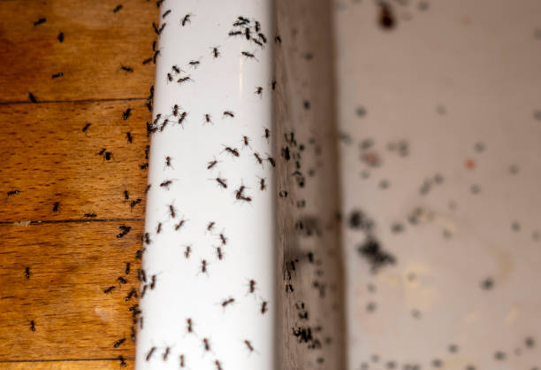 Best Pest Control for Businesses  in St Petersburg, FL