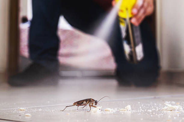 Best Flea Control Services  in St Petersburg, FL
