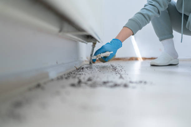 Best Rodent Control Near Me  in St Petersburg, FL